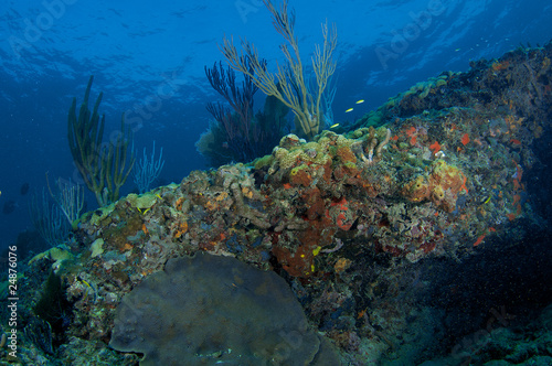 Sloping Coral Reef Ledge
