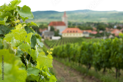 Φωτογραφία vineyard
