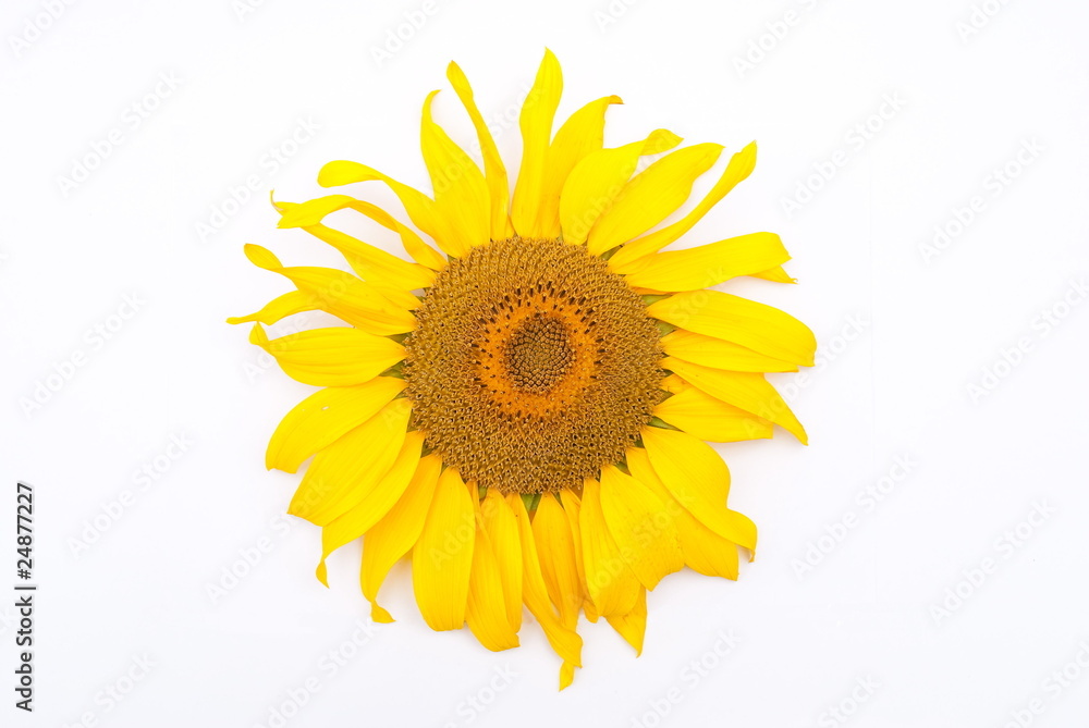 Sunflower Sunflower