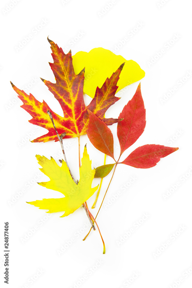 Fototapeta premium Beautiful Autumn Leaves / isolated on white