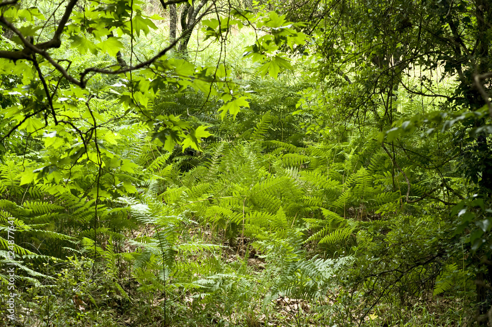 Wildnis Wildnis