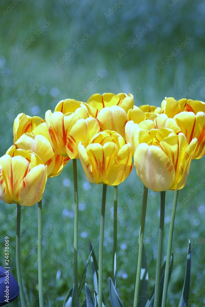 Obraz premium Tulipes