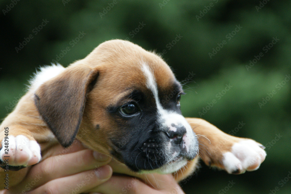 Boxer Welpe 03 Boxer Welpe 03