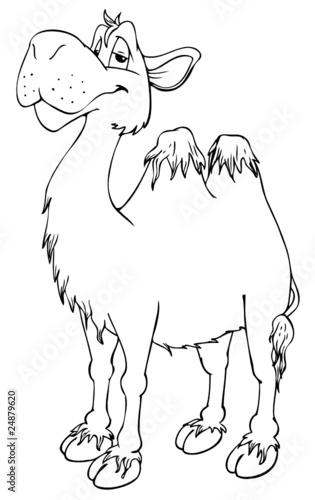 Kamel, Wüste, Höcker, spucken, reiten