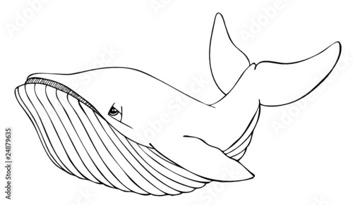 Wal, Buckelwal, Säugetier, Meerestier, Atlantik, Ozean