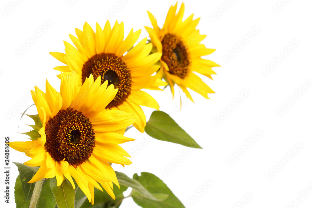 Obraz premium beautiful sunflowers