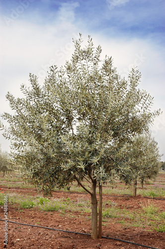 Olive grove