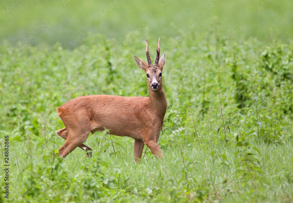 chevreuil brocard cervidé gibier chasse mammifère sauvage anim chevreuil brocard cervidé gibier chasse mammifère sauvage anim