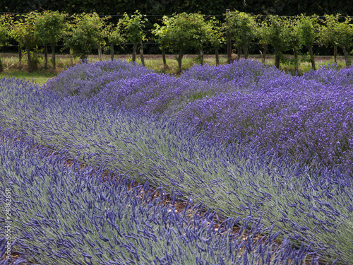 lavender