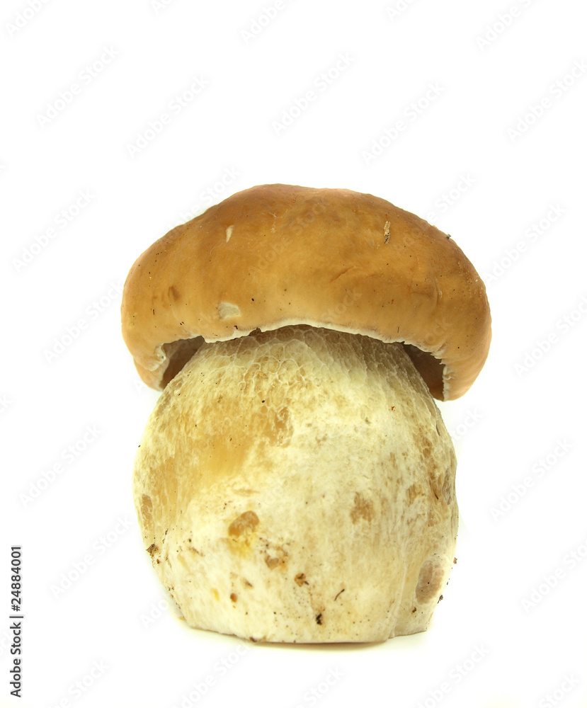 Fototapeta premium Cep isolated on white background