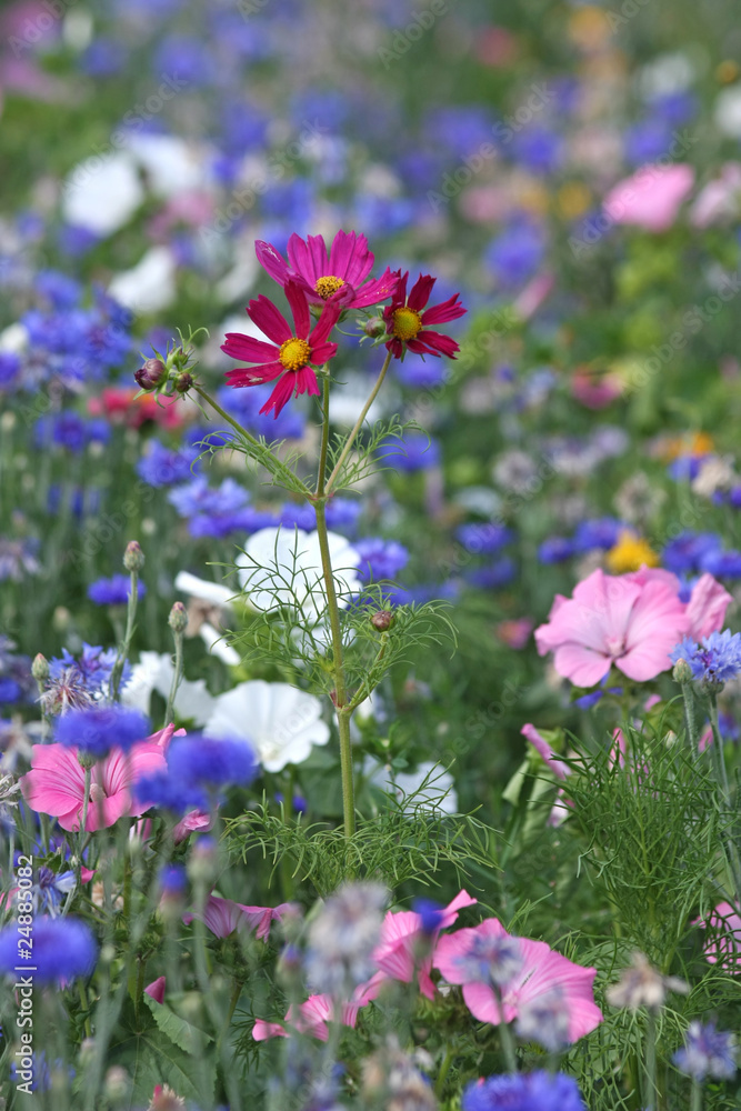 Obraz premium gazon fleuri