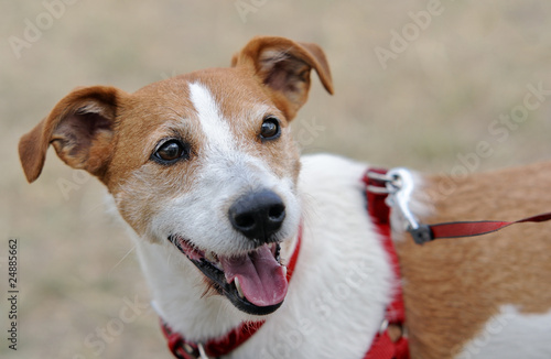 Parson Jack Russell Terrier panting