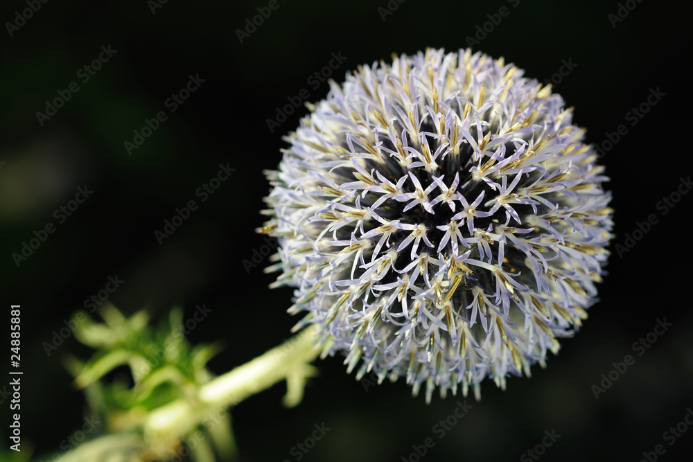 Great Globe Thistle (Echinops sphaerocephalus) Great Globe Thistle (Echinops sphaerocephalus)