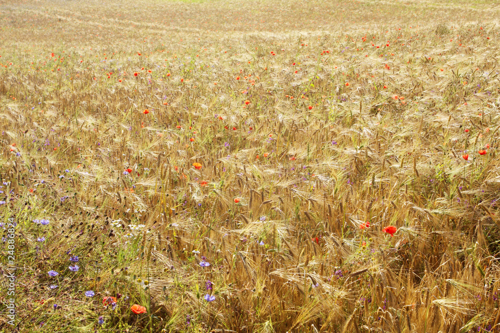 Fototapeta premium Wheat field with poppies