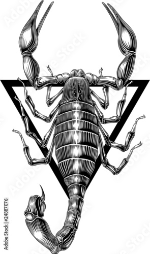 scorpion