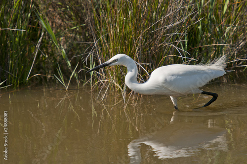 aigrette