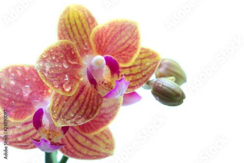 Orchidée avec gouttes d'eau