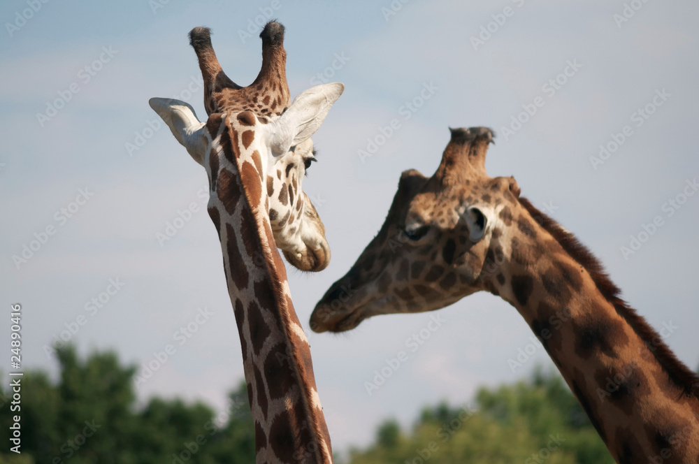 Obraz premium girafe