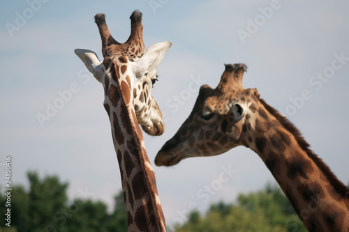 girafe