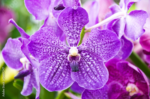Orchids in tropical garden