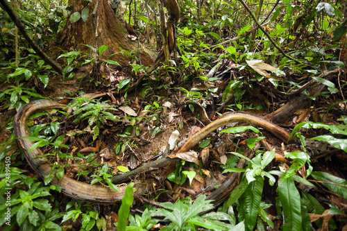 jungle vines