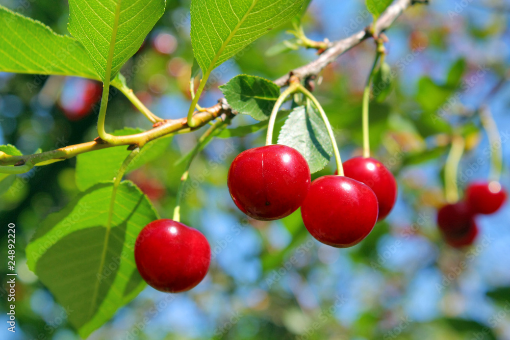 ripe cherry