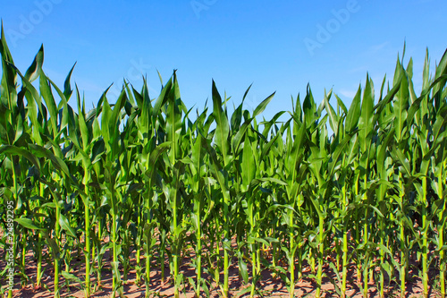 Papier peint green maize field