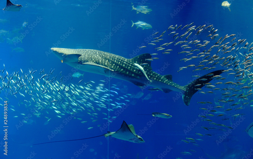 Obraz premium aquarium tank