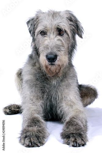 Liegender Irish Wolfhound