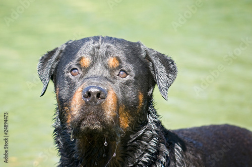 rottweiler dans l'eau