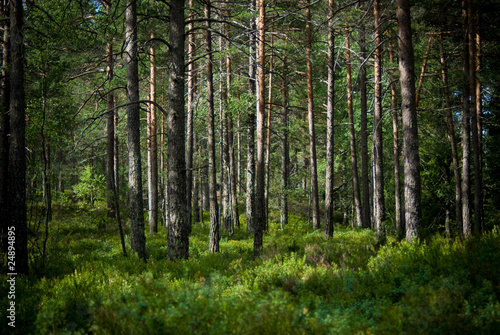 summer in the pinetree forest photo