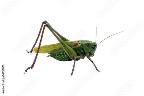 Locust © Popova Olga