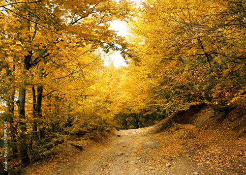 Autumn park road.