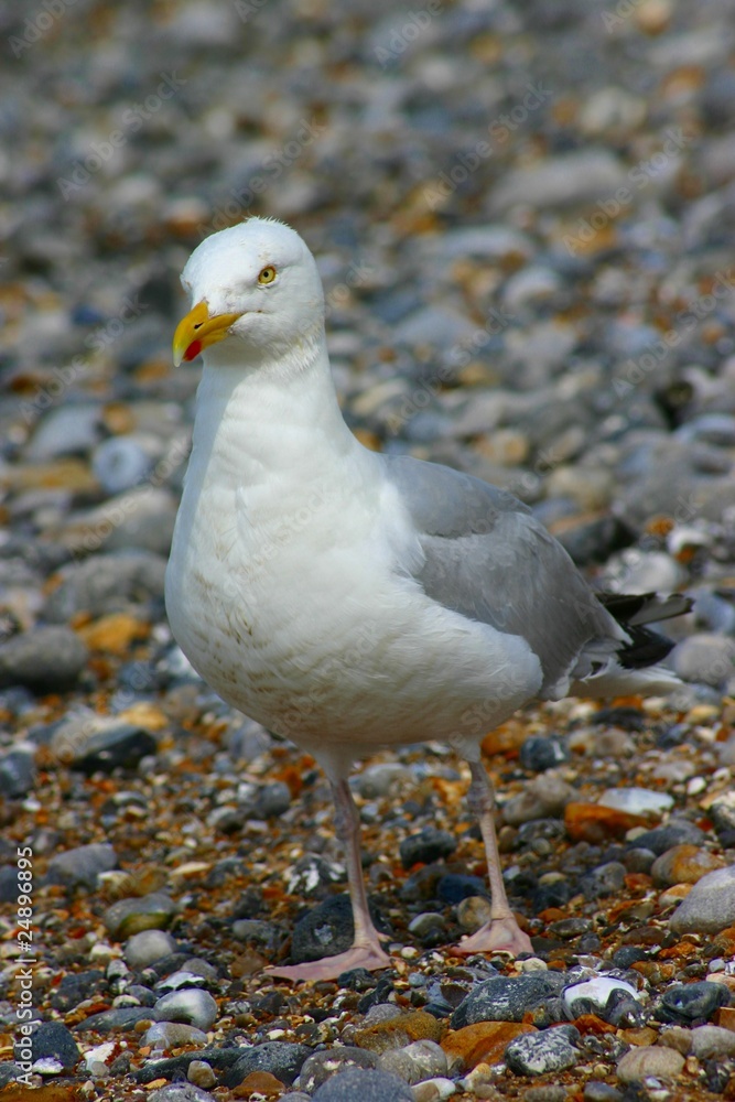 Obraz premium goéland