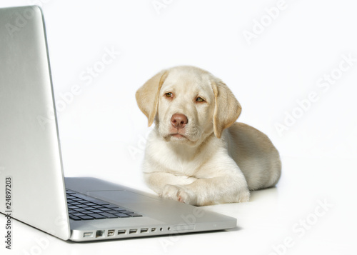 Hund am Laptop photo