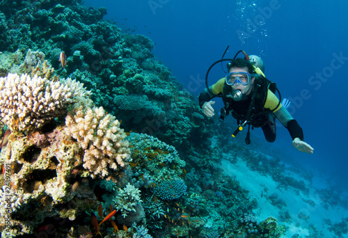 scuba diver looking at coral