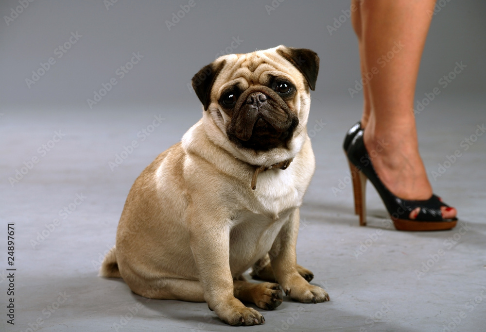 Obraz premium Dog sits next to her mistress