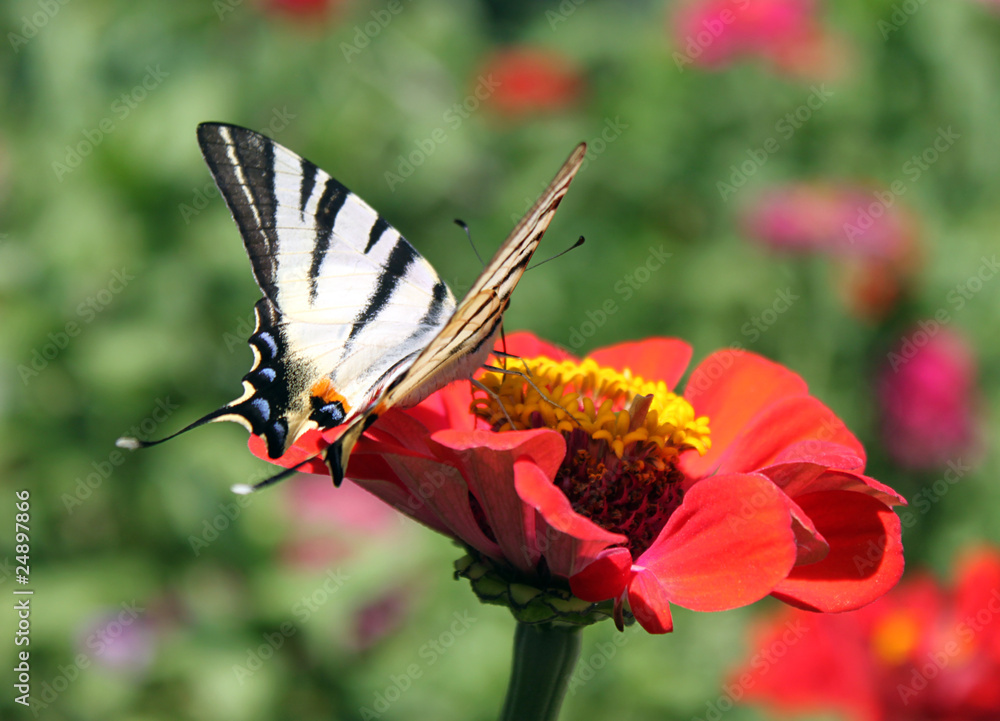 butterfly (Scarce Swallowtail) on flower (zinnia) butterfly (Scarce Swallowtail) on flower (zinnia)