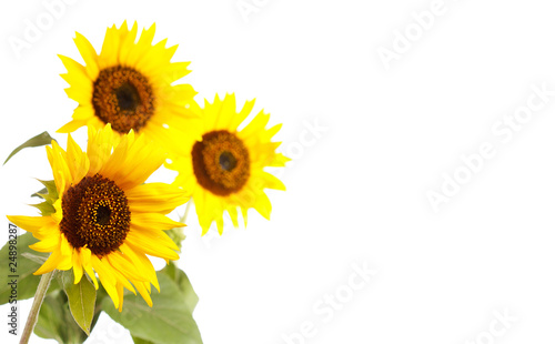 Fototapeta Naklejka Na Ścianę i Meble -  beautiful sunflowers