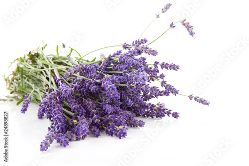 bouquet of plucket lavender over white background