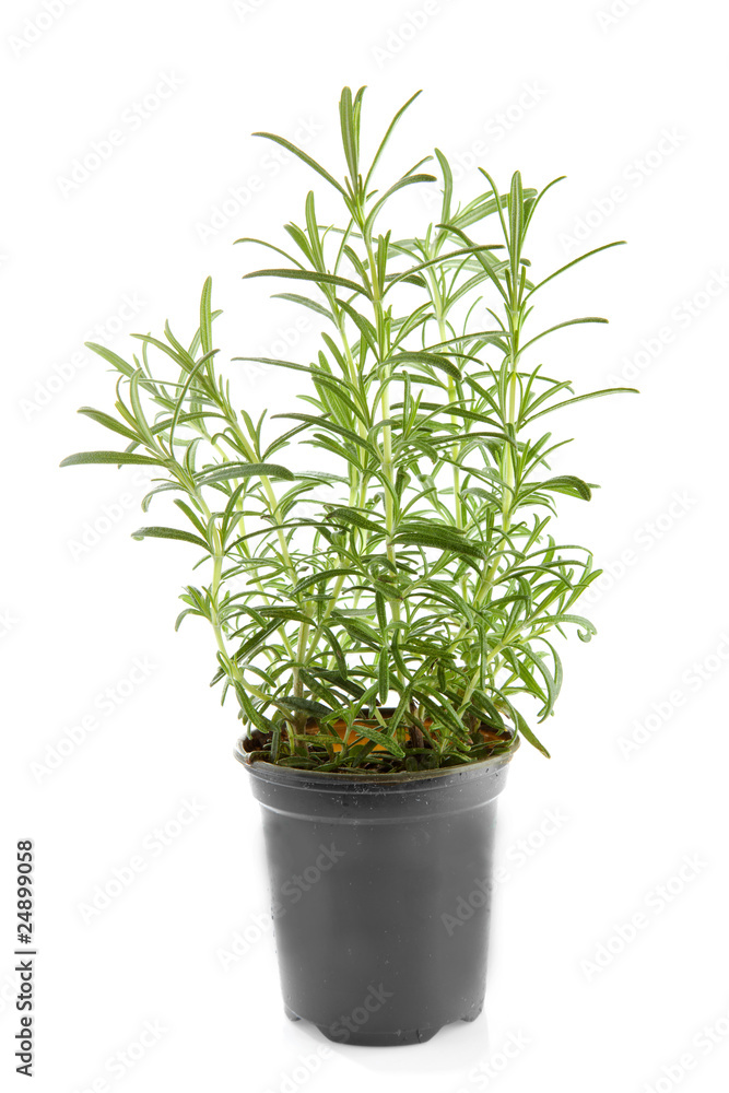 fresh rosemary herb in pot over white background fresh rosemary herb in pot over white background