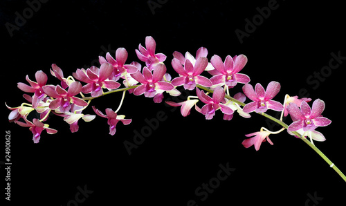 Beautiful Orchid on black background