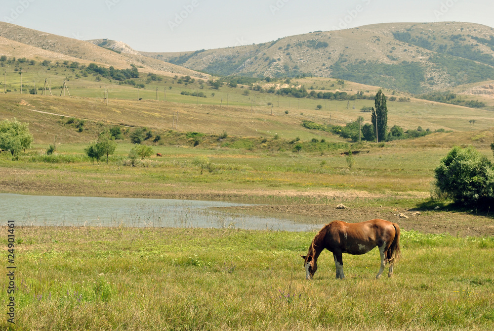 Obraz premium Конь на лугу