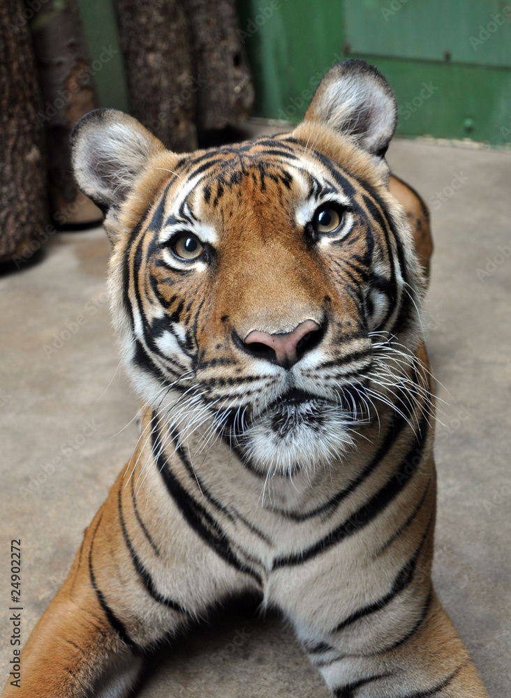 Fototapeta premium tiger