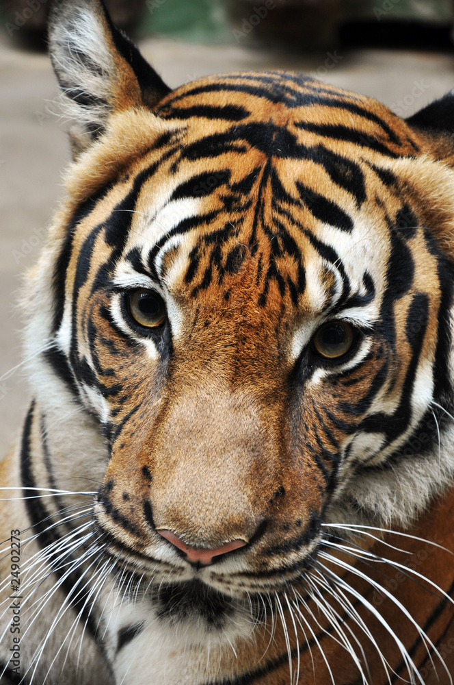 Fototapeta premium tiger