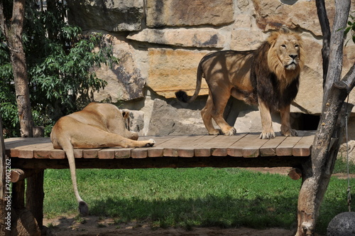 Photography lion couple