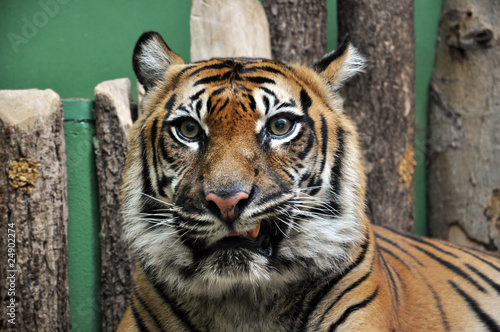 tiger