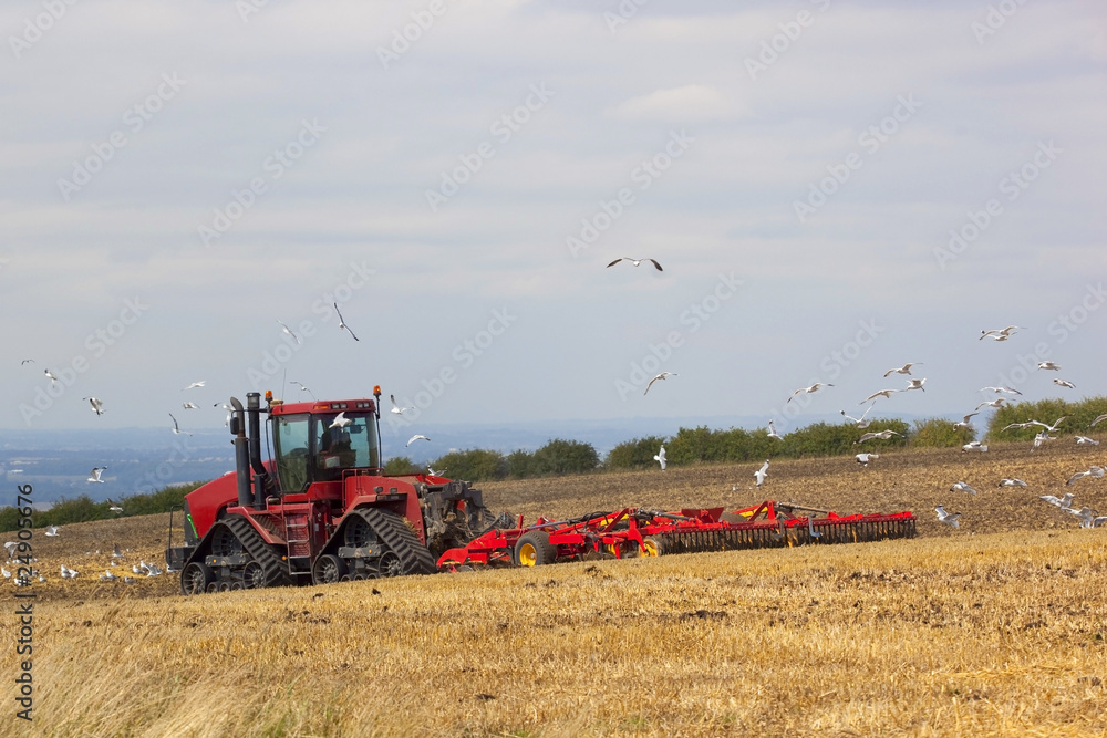 Fototapeta premium following the plow