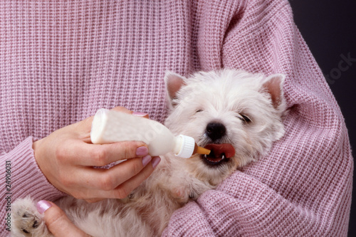 Obraz na plátně westie prenant le biberon comme un bébé