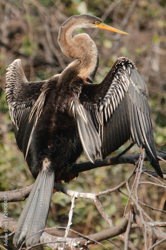 Indian Darter Anhinga melanogaster photo